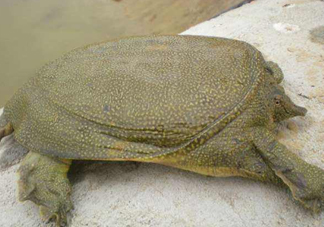 如何區(qū)分野生甲魚？野生甲魚辨識圖片