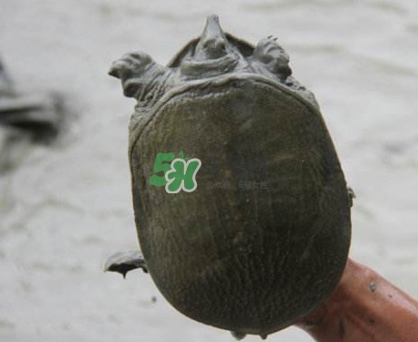 甲魚不能和什么一起吃？甲魚不能跟什么食物一起吃