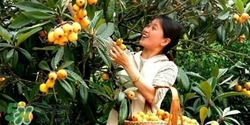 孕婦怎么吃枇杷好？孕婦能吃枇杷膏嗎？