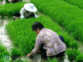 芒種種什么？芒種種什么疏菜？