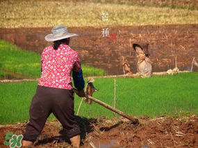 芒種種什么？芒種種什么疏菜？