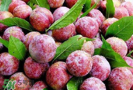 芒種吃什么水果？芒種吃什么水果好？