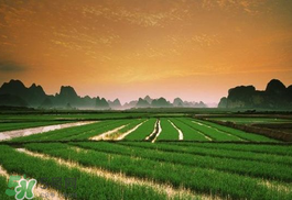 2017年芒種會(huì)下雨嗎？2017年芒種雨好嗎？