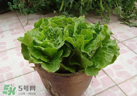 六月份可以種生菜嗎？夏天可以種生菜嗎？