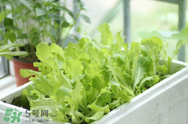 六月份可以種生菜嗎？夏天可以種生菜嗎？