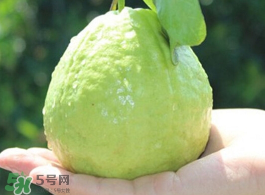 番石榴什么時(shí)候吃最好？番石榴什么季節(jié)吃最好
