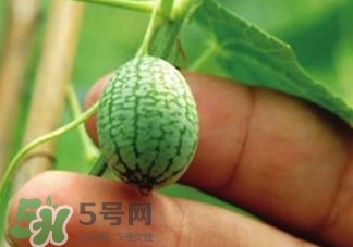 迷你拇指西瓜怎么種？迷你西瓜種植方法