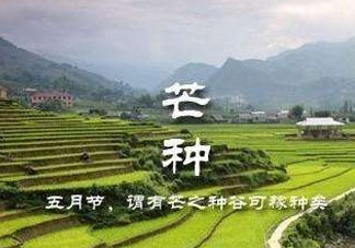芒種種什么？芒種種什么疏菜？