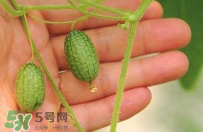 迷你西瓜種子哪兒有賣？迷你西瓜種子哪里可以買