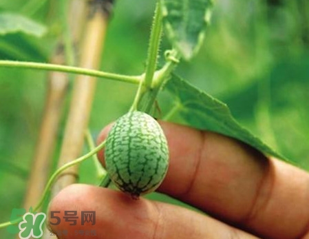 迷你西瓜是轉(zhuǎn)基因水果嗎？迷你西瓜是不是轉(zhuǎn)基因？