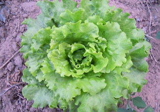 六月份可以種生菜嗎？夏天可以種生菜嗎？