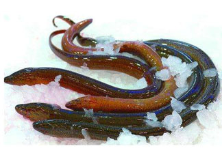 鱔魚死了多久不能吃？剛死的鱔魚能吃嗎？