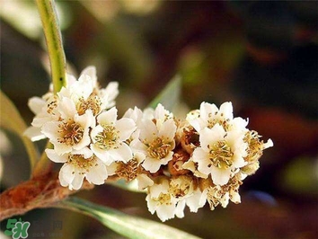 枇杷花怎么煲湯？枇杷花煲湯搭配什么最佳？