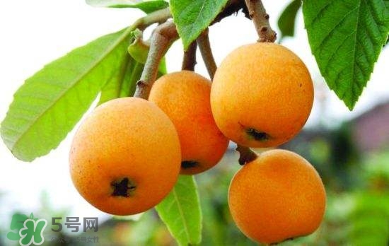 孕婦能吃枇杷嗎？孕婦吃枇杷對胎兒好嗎？