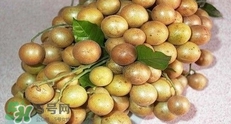 如何種植黃皮果？黃皮果怎么種植？