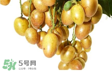 黃皮果什么時候成熟？黃皮果什么時候上市