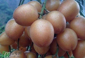 黃皮果怎么保存？黃皮果如何保存