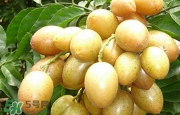 黃皮果什么時候成熟？黃皮果什么時候上市