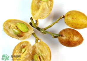 黃皮能放冰箱嗎？黃皮可以放冰箱保鮮幾天？