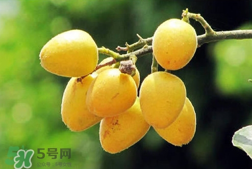 雞心黃皮幾年才掛果？雞心黃皮如何種植管理