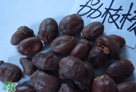 荔枝核怎么吃？荔枝核的功效與作用