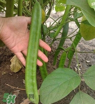 刀豆什么時(shí)候播種？刀豆幾月份播種