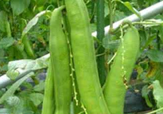 刀豆什么時候播種？刀豆幾月份播種