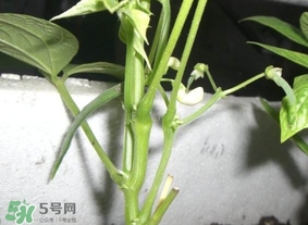 刀豆什么時(shí)候播種？刀豆幾月份播種