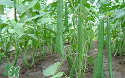 刀豆什么時(shí)候播種？刀豆幾月份播種