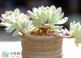 六月份可以買多肉嗎？六月可以種多肉嗎？