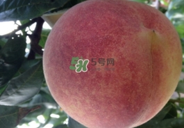 血桃多少錢(qián)一斤2017？血桃哪個(gè)品種最好吃