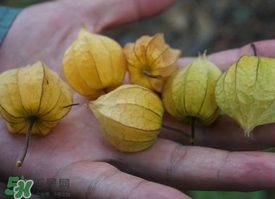 花姑娘水果怎么吃？花姑娘水果吃之前要洗嗎？
