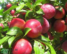 油桃怎么保存不會(huì)變軟？油桃怎么保存時(shí)間長？
