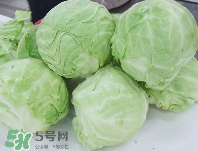 圓白菜是卷心菜嗎？圓白菜是不就是卷心菜