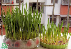 六月份可以種蒜嗎？大蒜一年可以種幾次？
