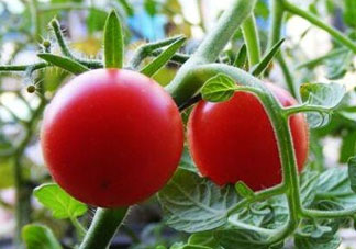 六月份可以種西紅柿嗎？西紅柿什么時(shí)候種？