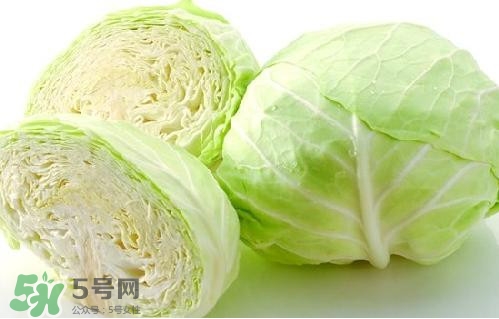 圓白菜是卷心菜嗎？圓白菜是不就是卷心菜