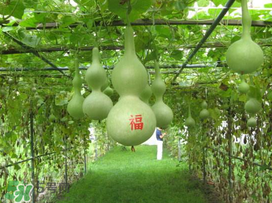 六月份可以種葫蘆嗎？葫蘆幾月份種？