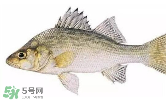 鱸魚(yú)怎么做好吃又簡(jiǎn)單？清蒸鱸魚(yú)的做法
