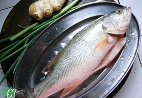 鱸魚是海鮮嗎？鱸魚是不是海鮮？
