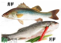 海鱸魚多少錢一斤2017？淡水鱸魚多少錢一斤？