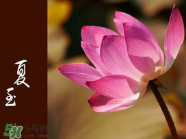 2017年夏至?xí)掠陠幔肯闹料掠暧惺裁凑f法？