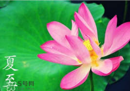 夏至是入伏嗎？夏至后多久入伏？