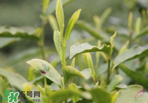 喝信陽(yáng)毛尖有什么好處？信陽(yáng)毛尖是紅茶還是綠茶？