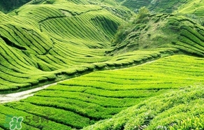 信陽毛尖產(chǎn)地在哪里？信陽毛尖主要產(chǎn)在哪些地方