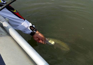 釣海鱸魚(yú)什么時(shí)候最好？釣海鱸魚(yú)用什么樣的魚(yú)餌？