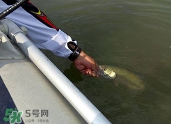釣海鱸魚什么時(shí)候最好？釣海鱸魚用什么樣的魚餌？