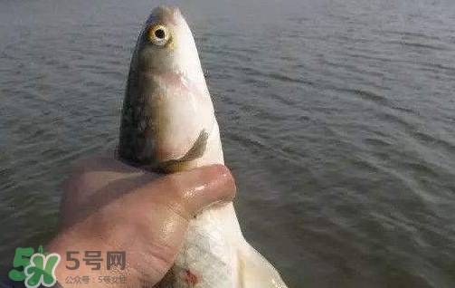 釣海鱸魚什么時(shí)候最好？釣海鱸魚用什么樣的魚餌？