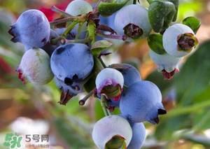 蘋果和藍莓能一起吃嗎？蘋果和藍莓干能一起吃嗎？