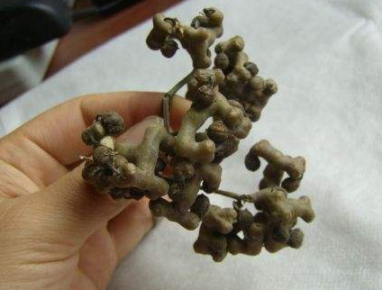 拐棗什么時候成熟？拐棗是什么樣的呀